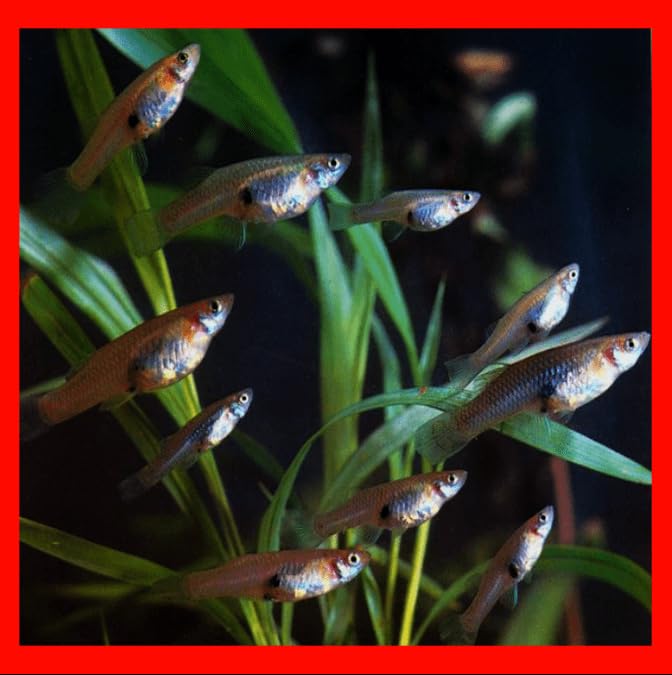 x20 Live Mosquitofish Gambusia Aquarium Pond Tanks Feeder Guppy Fish Food Pets Mosquito Control