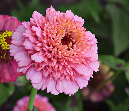 Zinnia Flower Seeds 200+ Mixed Colors Annual Reds Pinks Multi Varities Zinnia Seeds #TOP1