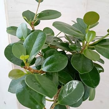 apache t　パンダガジュマル　スモールリーフ　no6 パンダガジュマル スモールリーフ バリカッコイイ 買いでしょ