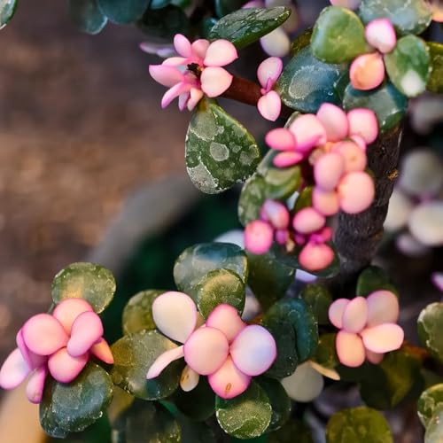 Semi di Albero di Giada, primaverili da giardino portulacaria afra decorazione del balcone vecchie varietà, rare serra 250pcs