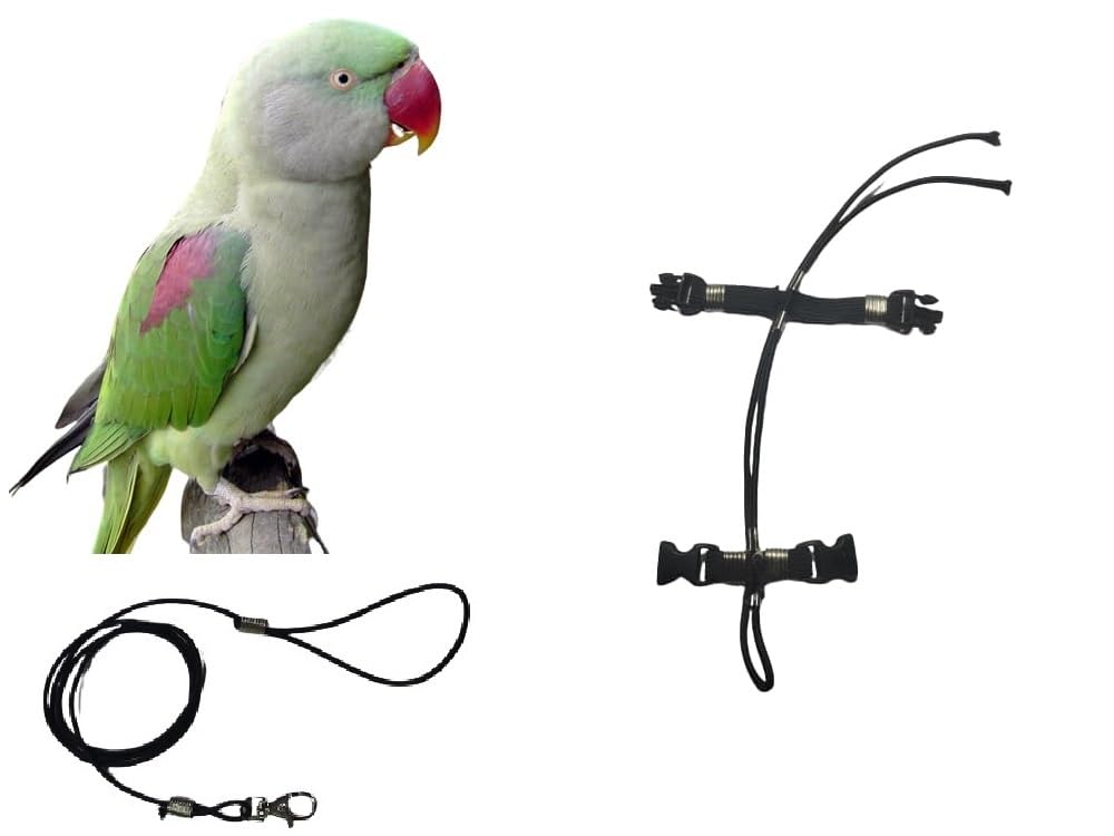 Correa elástica de loro grande alejandrino para paseos al aire libre con cinta negra de 10mm