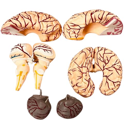 Image of Premium Life Size Adult Human Brain Anatomical Model with Arteries | Dissectible Into 8 parts | Perfect Detailed Anatomy for Medical Students, Doctors and Training
