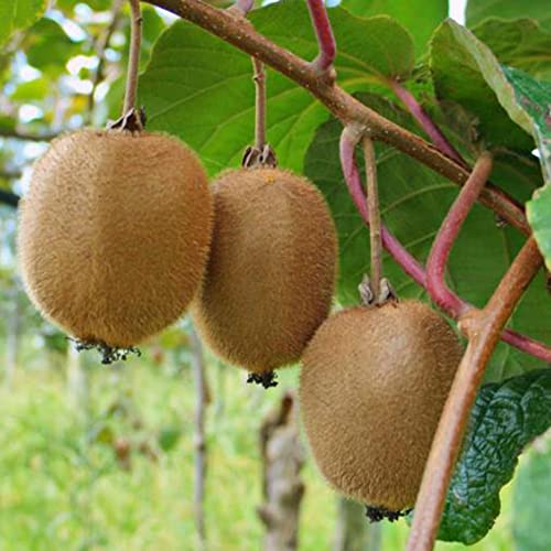 Fruit Seeds For Planting Rare Golden Kiwi Fruit Seeds 10 Pcs Non-Gmo Organic Delicious Yellow Kiwi Seed Easy Grow Nutritious Fruits Seeds #TOP5
