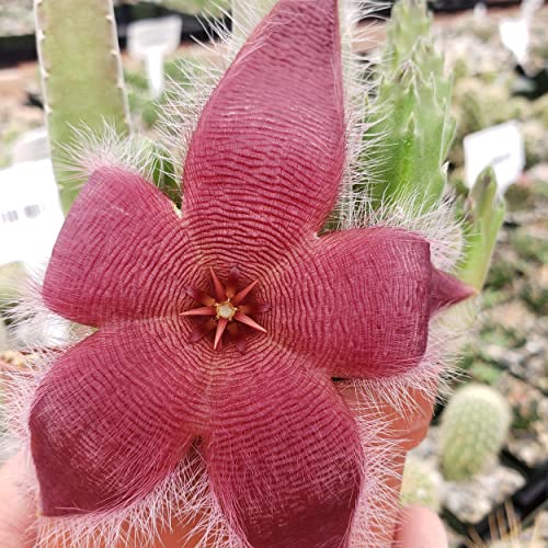 Stapelia Grandiflora Cacti Cactus Succulent Real Live Plant #TOP1