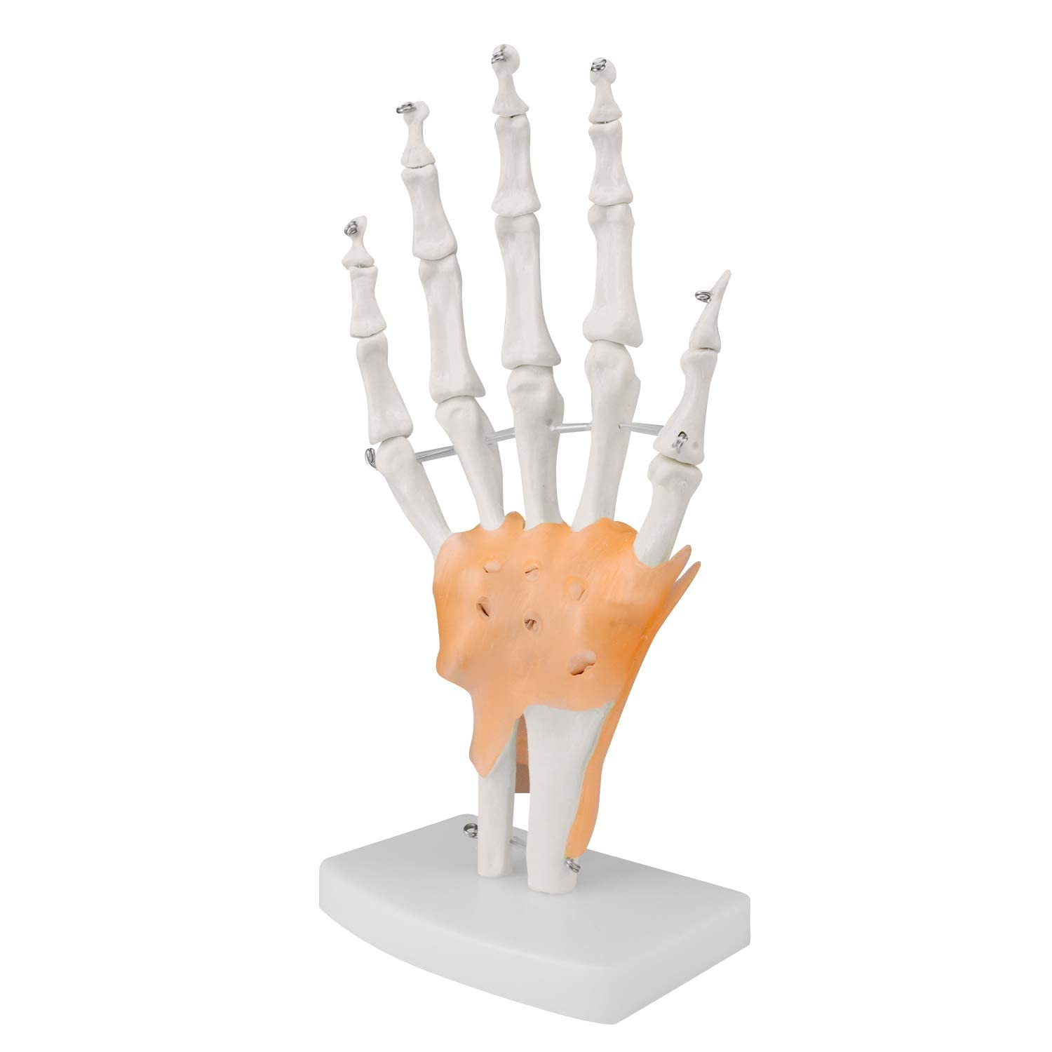 Modello di Anatomia Scheletia Umana Modello di Articolazione Umana 1: 1 Modello di Osso Manuale E Modello Anatomico Naturale Dell'articolazione del Gomito