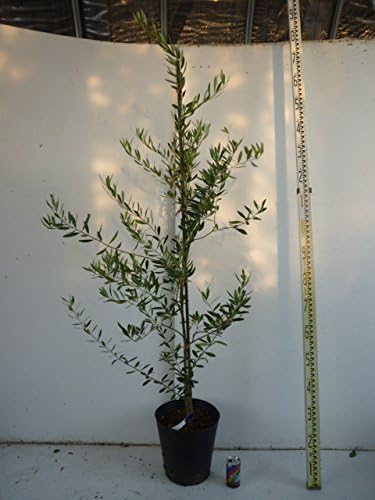 Amazon 単 品 オリーブ 樹高1 5m前後 24cmポットバック おりーぶ オリーブの木 販売 苗 植木 苗木 庭木 垣根 生垣 生け垣 生垣用 目隠し 木 果樹 果樹苗 果樹園用 植木