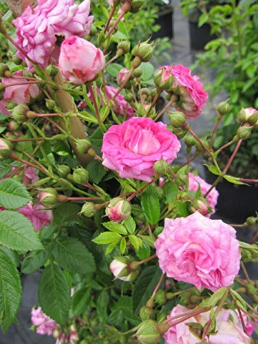 Kletterrose Super Dorothy® - Rosa Super Dorothy® - rosa - Ramblerrose
