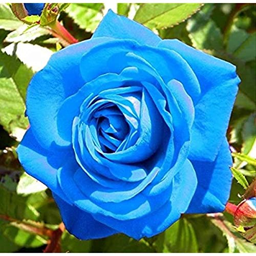 Amazon.com : Generic Fresh 100 Pcs MUL-Color Rose Flower Seeds for