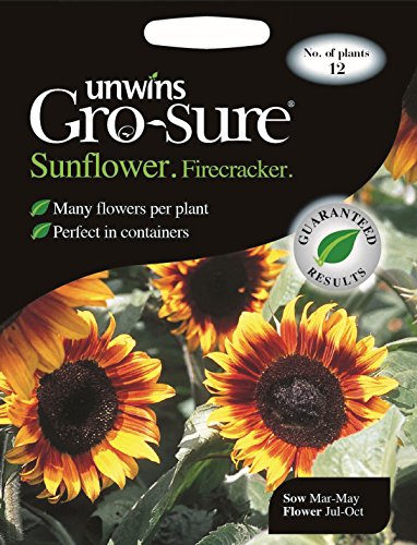 Unwins Pictorial Packet - Sunflower Firecracker F1-12 Seeds