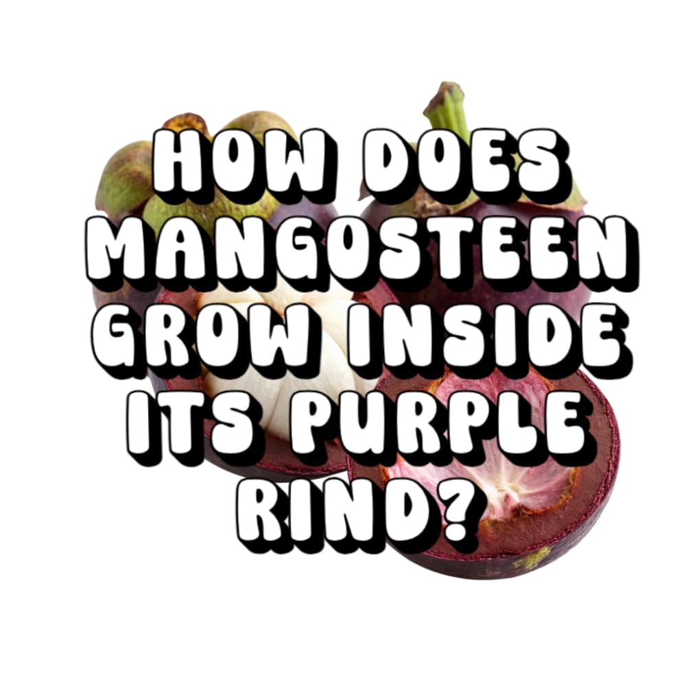 How Does Mangosteen Grow Inside Its Purple Rind?