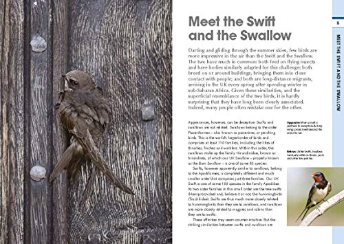RSPB Spotlight Swifts and Swallows