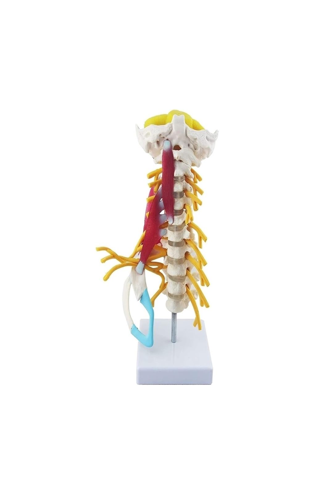 Modelo de columna cervical humana con músculos y nervios para docencia médica