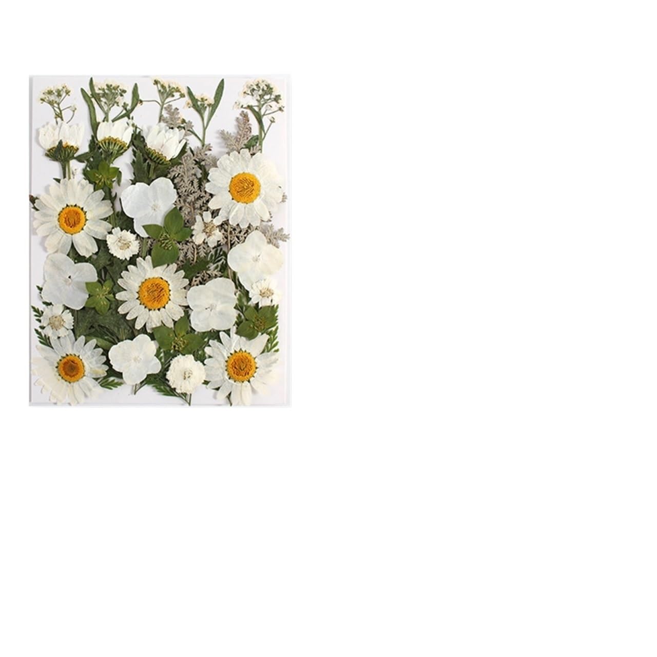 Fiori Pressati ed Essiccati Set di fiori e foglie piante