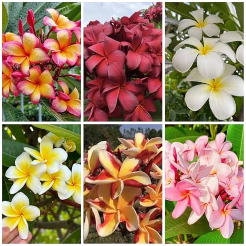 frangipani comprar semillas   plumeria   Comprar, interior de frangipani, balcón, decoración salón de balcón, 100pcs
