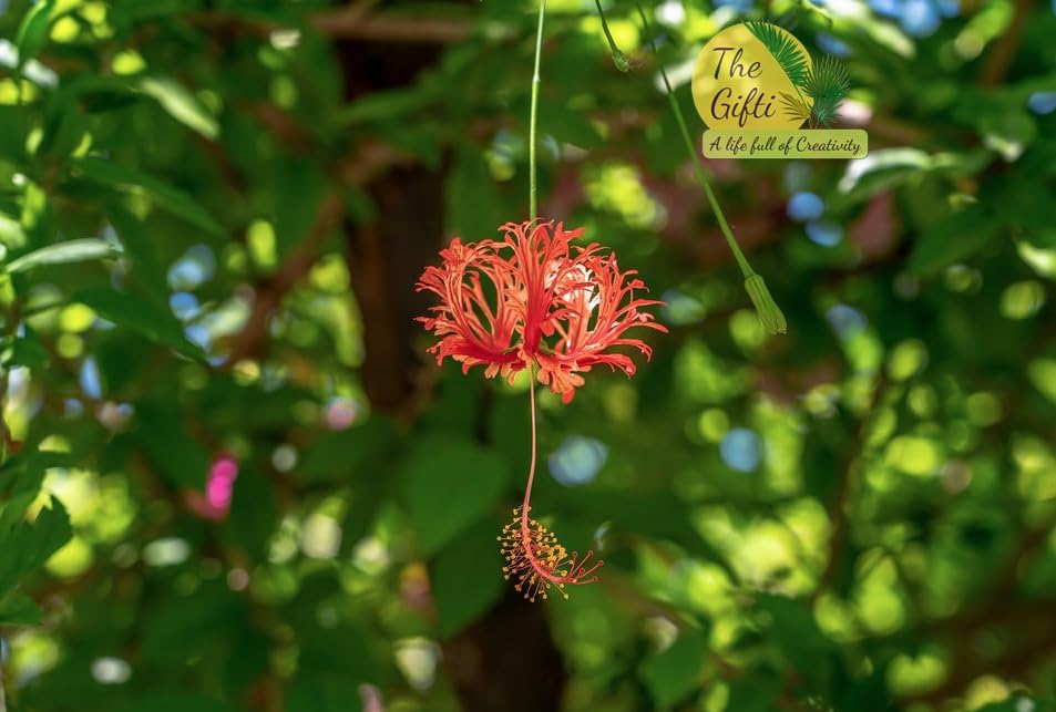 The Gifti ® Rare Variety Chinese Spider Hibiscus/Spider Joba Healthy Live Plant For Your Home Garden (B0CNK28NT1) Amazon Price History, Amazon Price Tracker
