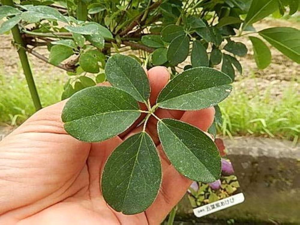 独特な樹姿〈五枚葉あけび〉☆8/3までの出品 楽天市場】盆栽 五ッ葉あけび 挿し木18年生 アケビ 木通 実物