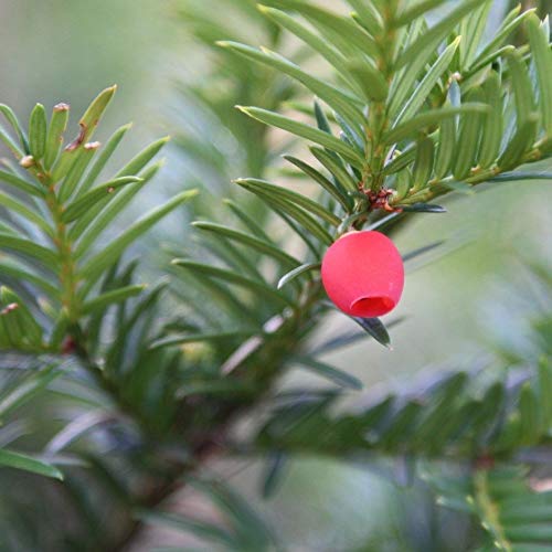 3 Piante di Tasso comune Taxus baccata pianta da siepe sempreverde vaso ø10 cm h. 20/40 cm Vivaio di Castelletto
