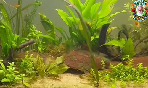 Is Your Fish Tank a SEWER??!! copertina