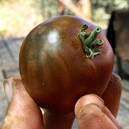 Seeds Beefsteak Tomato Black Prince Giant Vegetable For Planting Heirloom Non Gmo #TOP7