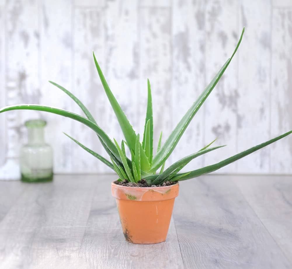 Aloe Vera House Plant Tender Perennial Flowering House Plants