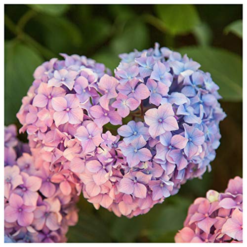 Hydrangea Macrophylla Pink Dream in 2L Pot, Beautiful Pink Blue Flowers 3fatpigs®
