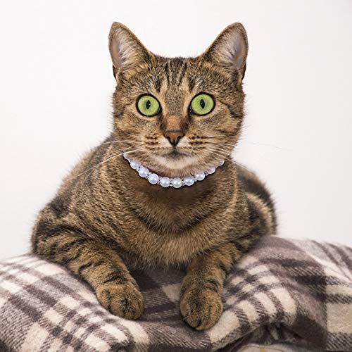 TEHAUX 1 conjunto de pérolas elegantes colar de cachorro joias para animais de estimação Coleira de