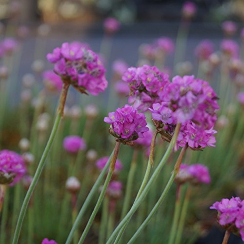 Blumixx Stauden Armeria maritima 'Splendens' - Strand-Grasnelke, im 0,5 Liter Topf, dunkel-rosa blühend