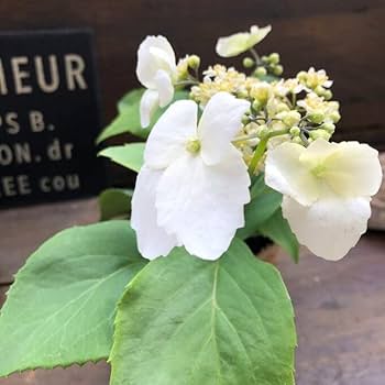 ★★あじさいタワシ★★ 楽天市場】秋色 あじさい 福岡 鬼木さん 人気アジサイ 4号鉢 色