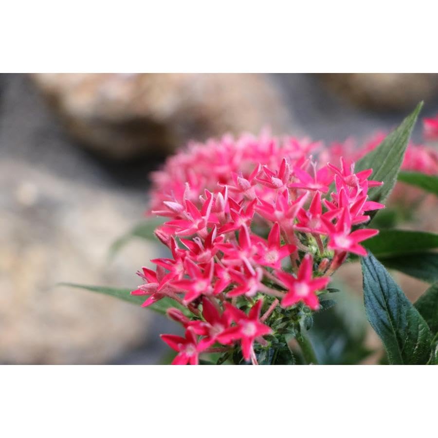 ♡ペンタス♡ 61CiIrrffkL._AC_UF350,