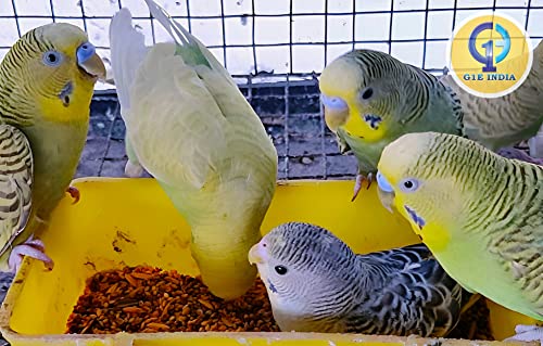 Image of Hand-Selected Seed Mix for All Life Stages Dry Bird Food for Little Birds - Little Birds Mix Seeds 900 Grams - Pack of 4 (3600 Grams)