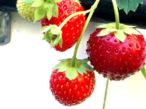 Fresa Alpine Alexandria Great Heirloom Semillas Vegetales 40 Semillas