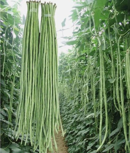 30PCS Yard Long Bean Seeds Heat-Resistant Asparagus Bean Heirloom Seeds
