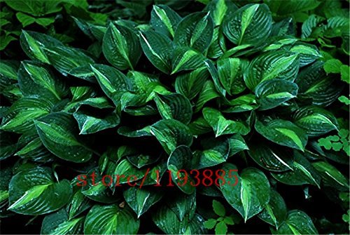 Plantes Hosta, Hosta Whirl Wind en pleine ombre, Fleur Hosta, Graines de fleurs, Graines d'herbe, Plantes ornementales, pour jardin domestique Paquet de 100 graines