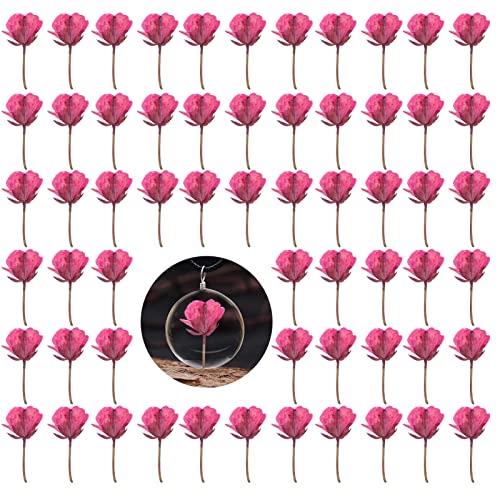 60 piezas flores secas de colza rosa para resina