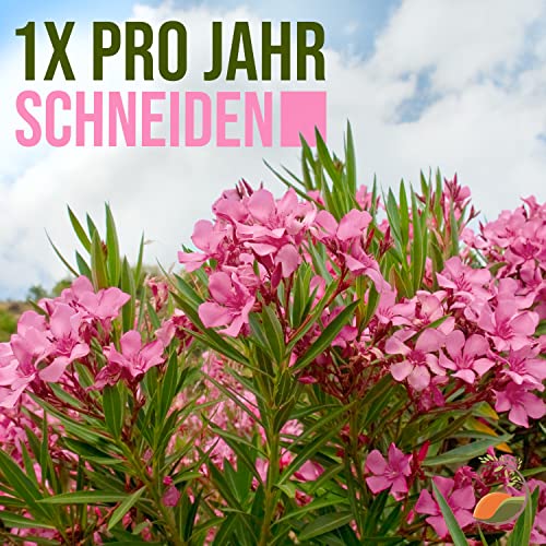 Parent Oleander DE – Bild 7