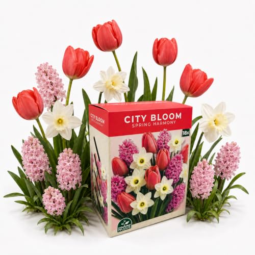Nojus - City Bloom - Spring Harmony Mezcla de bulbos de flores 18 | Set de tulipanes Van Eijk, jacintos Fondant y narcisos Mount Hood – para jardín, balcón y terraza