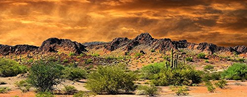 Reptile Habitat, Terrarium Background, Orange Desert Sky with Cactus - (Various Sizes)