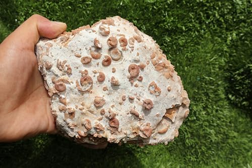 Image of Ammonites & Gastropods Plate Cretaceous Fossils Fossils from Morocco Fossil Rock ammonites Fossil from Morocco A208