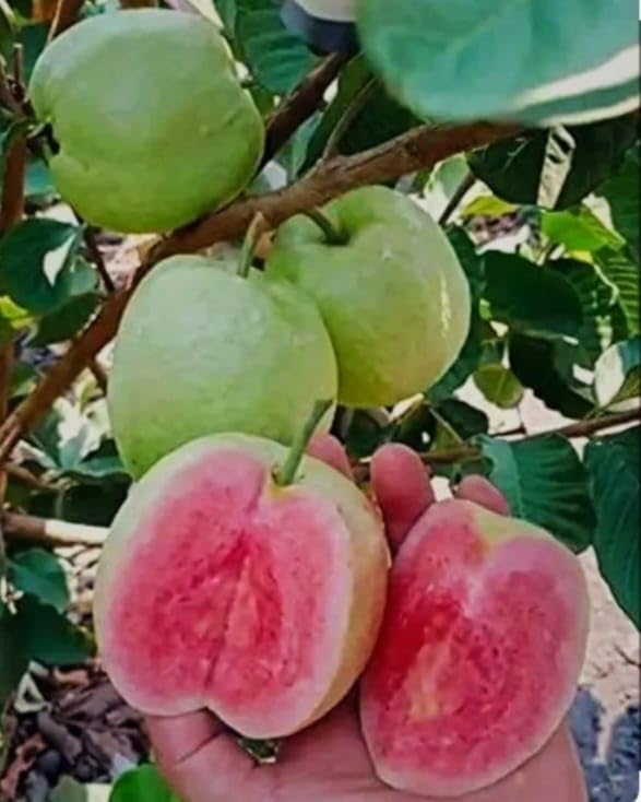 Hidden Enterprise S Idian Special Healthy Sweet &Testy Food Taiwan Pink Guava Fruit Live Plant Tree ll For wonderful Home Garden Fruit Outdoor & Indoor plant..Pack 01. (B0D3F1QJ46) Amazon Price History, Amazon Price Tracker