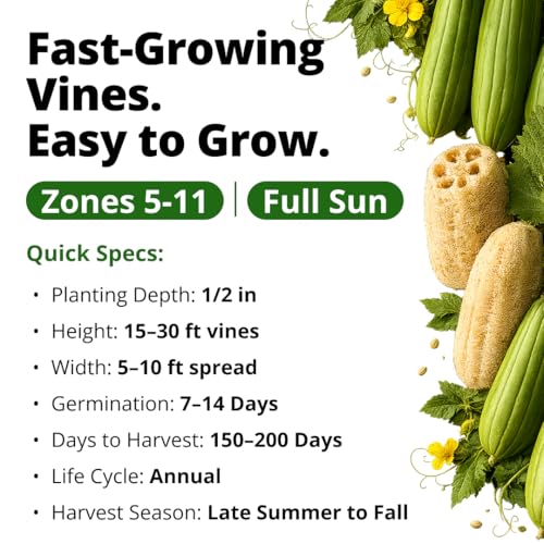 Image of HOME GROWN Luffa Seeds 40 Heirloom Non-GMO Loofah Gourd Seeds for Planting, High Germination, Grow Your Own Natural Bath Sponges, Edible Vining Vegetable Garden, Harvest Young Gourd (Luffa aegyptiaca)