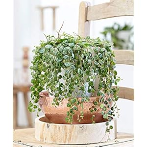 Portal Cool 100Pcs Peperomia Prostrata Semi Bonsai Fiore Esotico Bonsai Meloen Foglie Decor