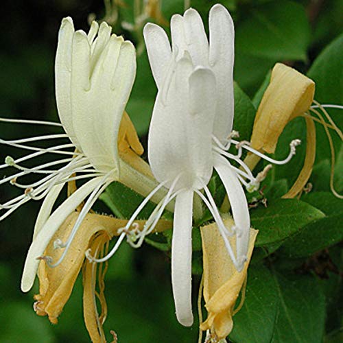 Lonicera Caprifolium - Jelngerjelieber 50-60 cm Pflanzcontainer :  Amazon.de: Garten