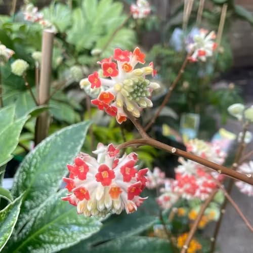 semillas de plantas de edgeworthia, semillas de árboles balcón Edgeworthia chrysantha, plantas de jardín de rocas resistentes, flores silvestres perennes plantas de jardin semillas de 10pcs