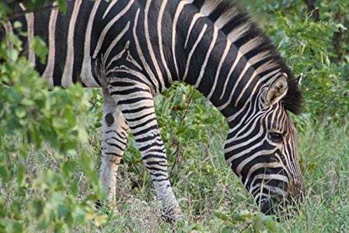 Cámaras Profesionales, Camera Imagen adicional