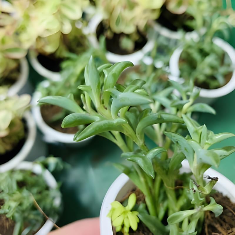 Miniatura 3 de String of Dolphins - Planta viva en maceta de 4 pulgadas  Suculenta arrastrada para exhibiciones colgantes  Cadena de plantas de delfines vivas para