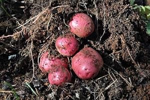 Simply Seed® - Premium Red Norland Potato Seed for Spring Planting