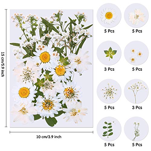 image for WILLBOND 126 Pieces Dried Pressed Flowers Natural Dried Flowers Colorf