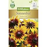 Chrestensen Sonnenhut 'Herbstwald'