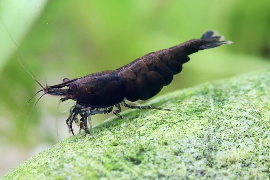 ShrimpRack™ 20 Black Rose High Grade Shrimps Neocaridina Live Freshwater Shrimp Aquarium Inverts.Fully Mature Breeding Age. Live Arrival Guarantee