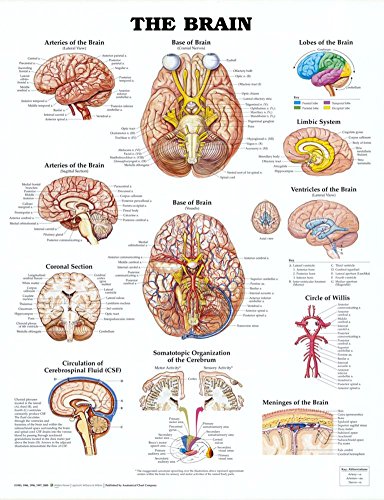 The Brain Anatomical Chart Poster Print - 20x26